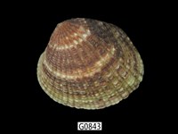 藏品(厚殼縱簾蛤)的圖片